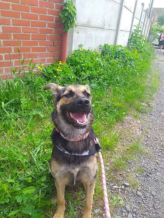 Haska participe au concours pour gagner de l'argent avec cette photo : canidae, carnivore, collar, companion_dog, dog, dog_breed, dog_collar, fawn, garden, grass, guard_dog, pet_supply, plant, snout, sporting_group, tail, terrestrial_animal, working_animal, working_dog, yard