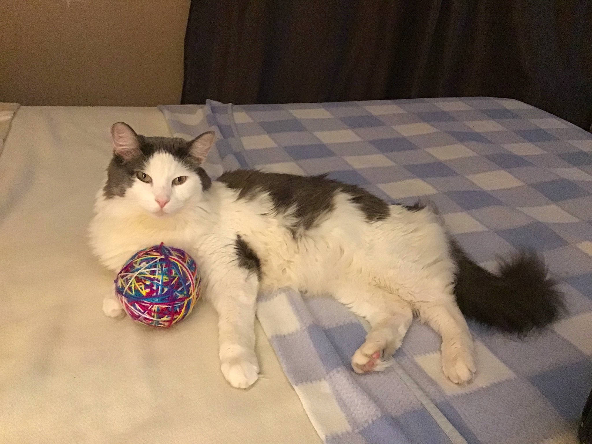 Frank joined the competition — help win amazing prizes! box, carnivore, cat, cat_furniture, cat_supply, comfort, companion_dog, couch, domestic_short_haired_cat, eye, felidae, flooring, fur, paw, pet_supply, room, small_to_medium_sized_cats, tail, whiskers, wood