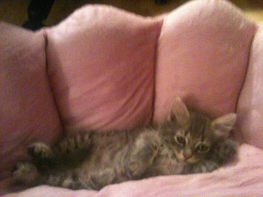 Precious joined the competition — help win amazing prizes! american_curl, asian, australian_mist, carnivore, cat, domestic_short_haired_cat, dragon_li, european_shorthair, felidae, kitten, mammal, nap, norwegian_forest_cat, pixie_bob, small_to_medium_sized_cats, tabby_cat, vertebrate, whiskers