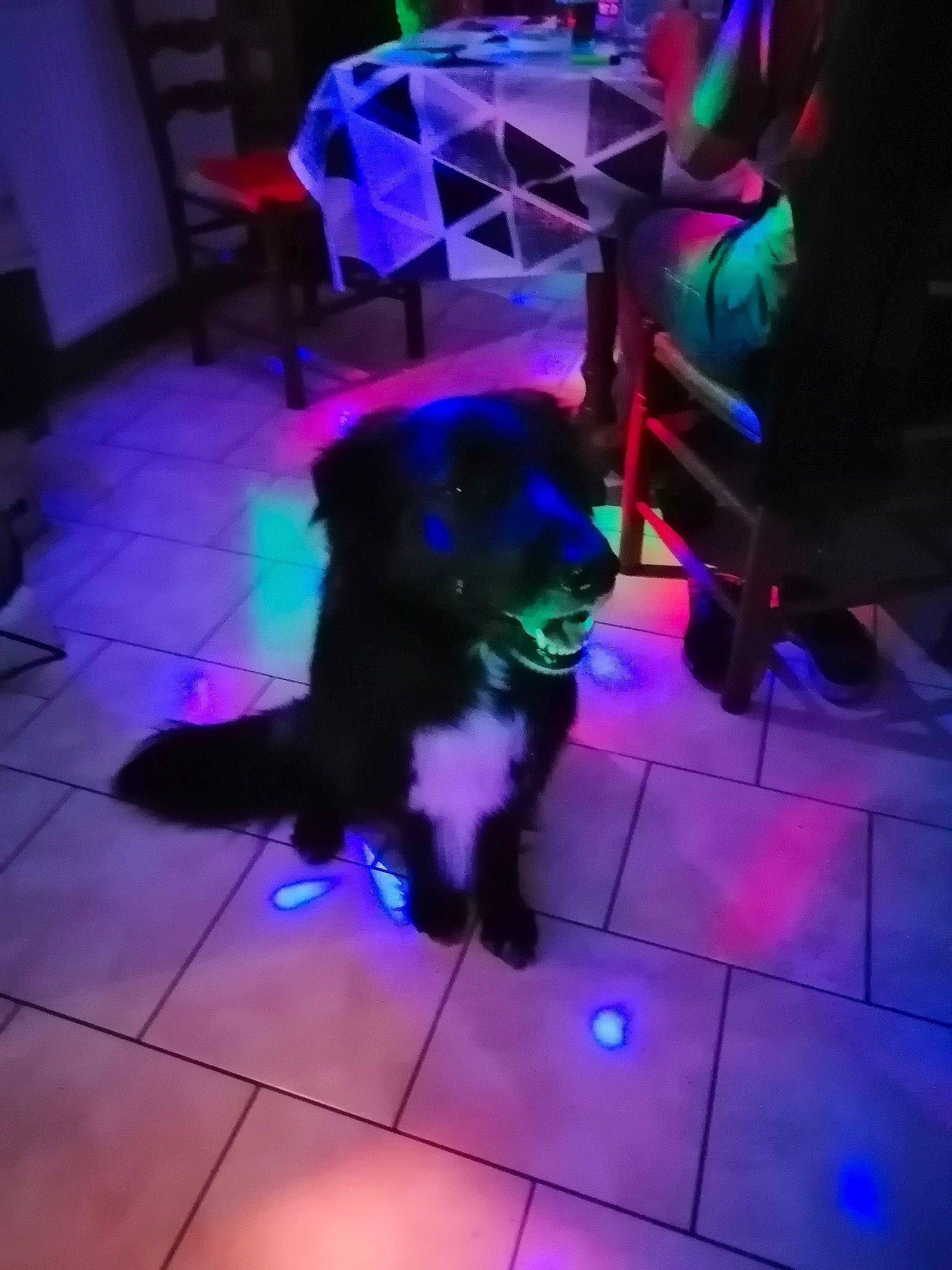 Maestro participe au concours pour gagner de l'argent avec cette photo : canidae, carnivore, chair, companion_dog, dog, dog_breed, electric_blue, entertainment, event, floor, flooring, fun, fur, human_leg, magenta, night, purple, shadow, sporting_group, tail