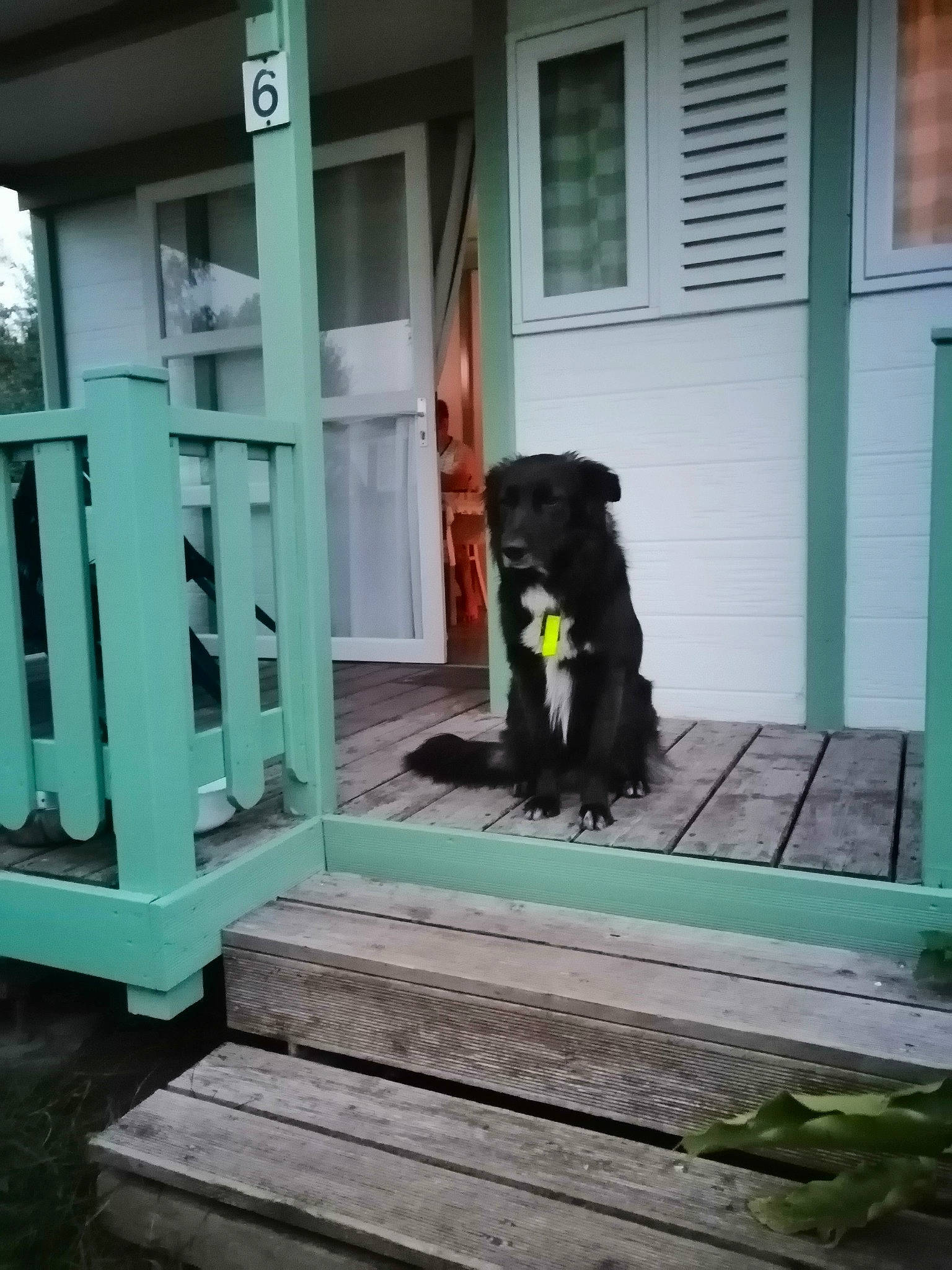 Maestro a rejoint le concours — aidez-le/la à gagner de superbes lots ! building, carnivore, companion_dog, dog, dog_breed, dog_collar, dog_supply, door, fixture, gun_dog, home_door, house, plank, porch, siding, sporting_group, stairs, tail, window, wood