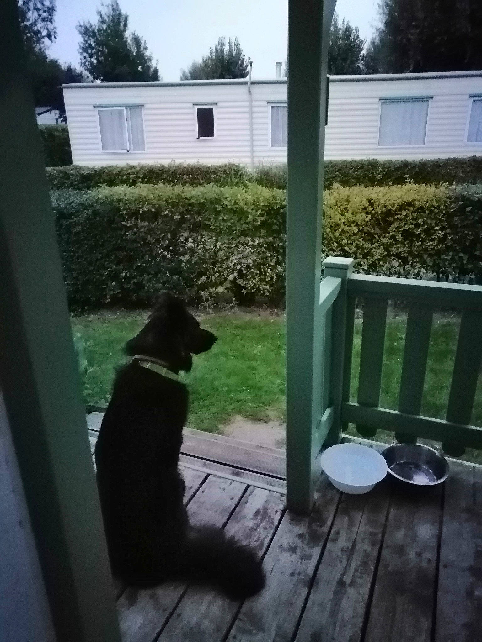 Maestro participe au concours pour gagner de l'argent avec cette photo : building, carnivore, companion_dog, dog, dog_breed, flooring, grass, hardwood, home_door, house, plant, porch, shade, siding, sky, tail, tints_and_shades, tree, window, wood