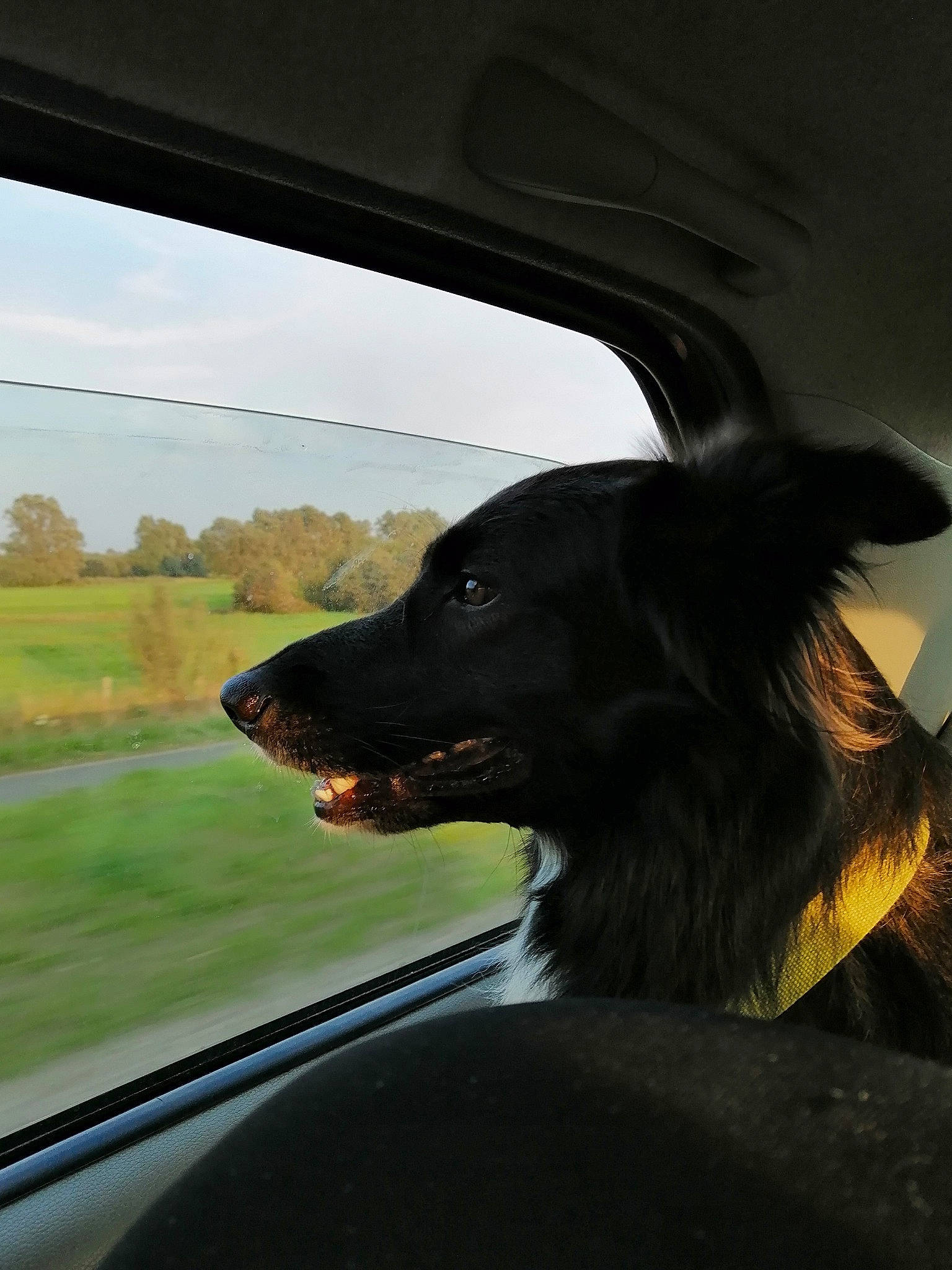 Maestro participe au concours pour gagner de l'argent avec cette photo : automotive_exterior, automotive_lighting, automotive_mirror, carnivore, cloud, companion_dog, dog, dog_breed, hood, plant, rear_view_mirror, sky, snout, sporting_group, tints_and_shades, tree, vehicle, vehicle_door, window, windshield