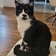Lilas participe au concours pour gagner de l'argent avec cette photo : animal, black_and_white, cat, chair, cozy, curious, domestic, eyes, floor, furniture, home_interior, indoor, pet, plant, sitting, tail, tuxedo_cat, whiskers, white_surface, wooden_floor