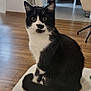 animal, black_and_white, cat, chair, cozy, curious, domestic, eyes, floor, furniture, home_interior, indoor, pet, plant, sitting, tail, tuxedo_cat, whiskers, white_surface, wooden_floor