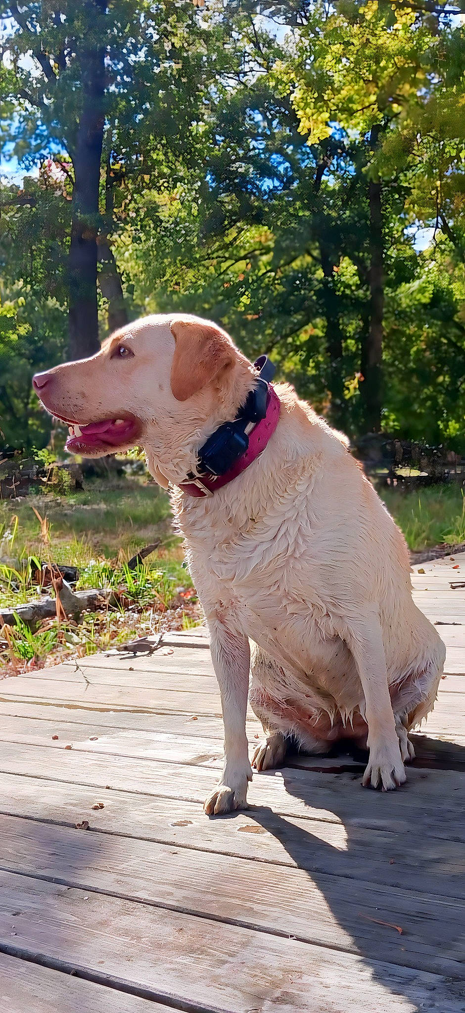 Tilly is registered to the contest to win money with this photo: canidae, carnivore, collar, companion_dog, dog, dog_breed, dog_collar, fawn, grass, gun_dog, labrador_retriever, leash, pet_supply, plant, retriever, snout, sporting_group, tail, tree, working_animal