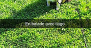 Tiago participe au concours pour gagner de l'argent avec cette photo : animal, backyard, ball, canine, dog, field, grass, grassland, lawn, nature, outdoors, park, pet, plant, puppy, sport, tennis, tennisball, vegetation, yard