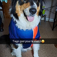 Tiago participe au concours pour gagner de l'argent avec cette photo : dog, pet, indoor, carpet, clothing, blue_jersey, orange_stripe, happy, tongue_out, fur, animal, canine, household, table, plant, chair, floor, portrait, sitting, ready
