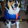 dog, pet, indoor, carpet, clothing, blue_jersey, orange_stripe, happy, tongue_out, fur, animal, canine, household, table, plant, chair, floor, portrait, sitting, ready