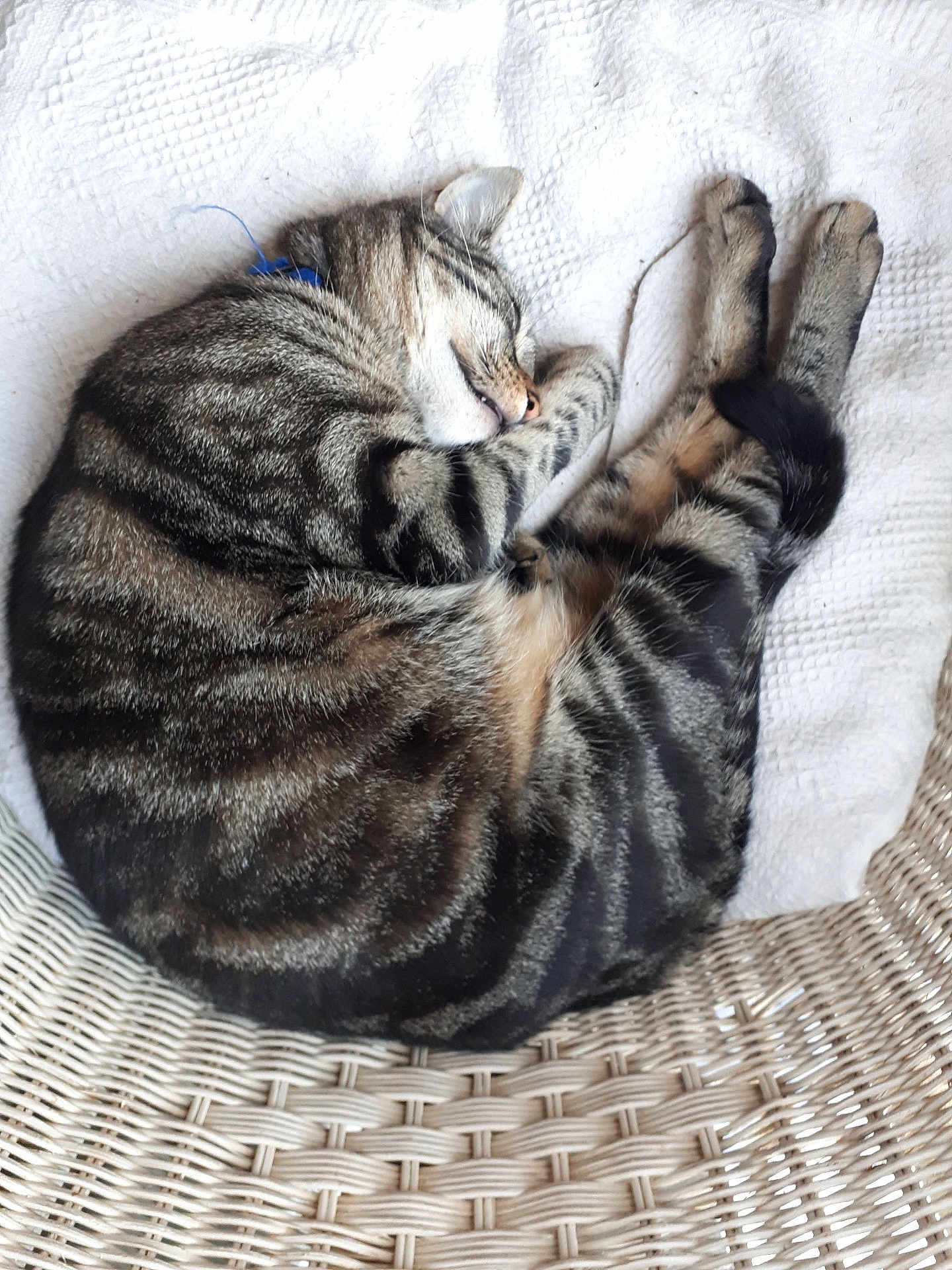 Watson a rejoint le concours — aidez-le/la à gagner de superbes lots ! cat, tabby_cat, sleeping, curled_up, feline, pet, indoor, blanket, white, wicker_chair, woven, striped_fur, cozy, resting, cute, animal, mammal, peaceful, relaxation, domestic_cat