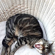 Watson participe au concours pour gagner de l'argent avec cette photo : cat, tabby, striped, feline, pet, lying_down, yawning, mouth_open, green_eyes, wicker_chair, white_blanket, indoor, fur, whiskers, padded_chair, resting, animal, cute, domestic_cat, relaxed