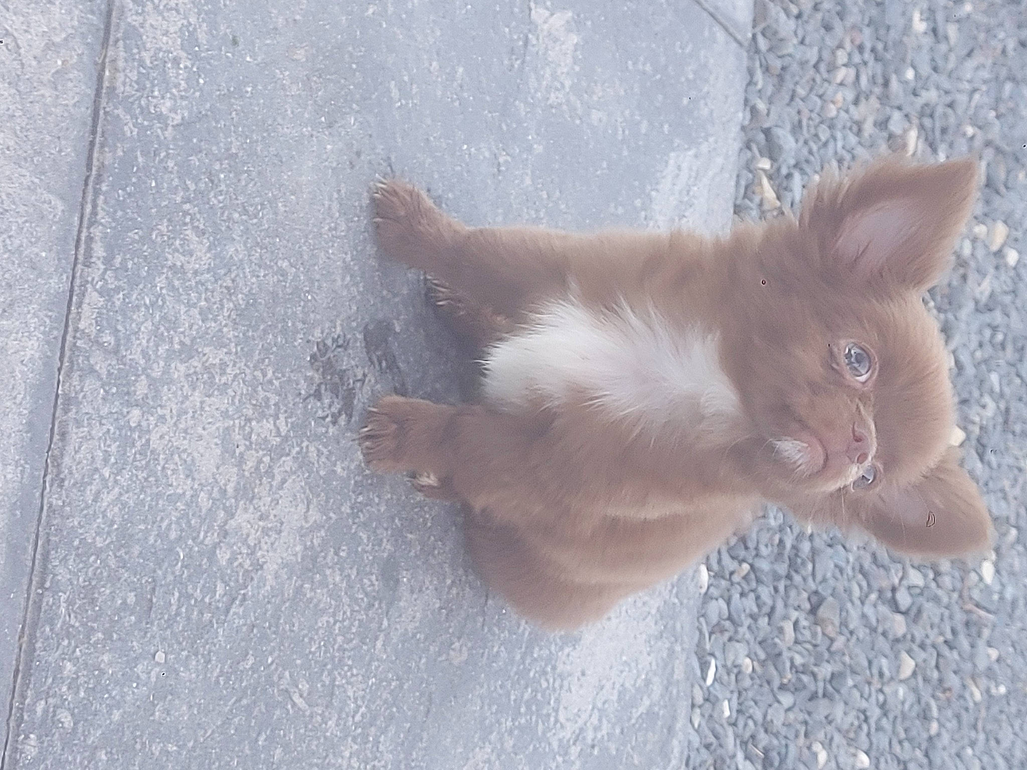 Choco a rejoint le concours — aidez-le/la à gagner de superbes lots ! asphalt, carnivore, cat, claw, dog_breed, domestic_short_haired_cat, fawn, felidae, fur, gesture, human_leg, paw, road_surface, shadow, small_to_medium_sized_cats, snout, tail, terrestrial_animal, whiskers, window