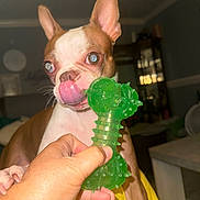 Bella joined the competition — help win amazing prizes! dog, toy, hand, indoor, playful, brown_and_white, pet, close_up, tongue, licking, green_toy, furniture, couch, human_hand, cute, animal, domestic, short_hair, alert, pet_toy