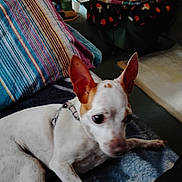 Bella joined the competition — help win amazing prizes! blanket, chihuahua, close_up, companion, cozy, dog, ears, furniture, harness, indoors, living_room, patterned_chair, pet, pet_bed, portrait, relaxed, small_dog, sofa, striped_pillow, wide_eyes