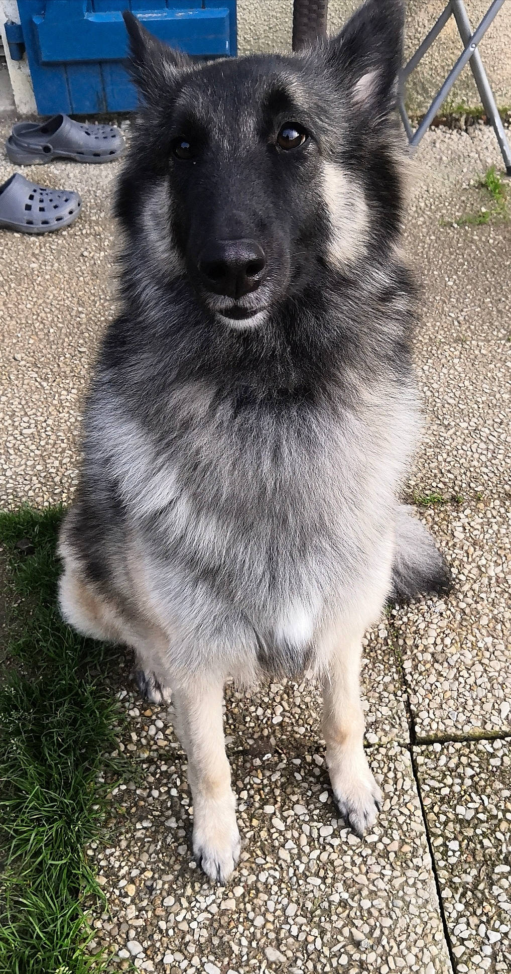 Octavia a rejoint le concours — aidez-le/la à gagner de superbes lots ! ancient_dog_breeds, canidae, carnivore, companion_dog, dog, dog_breed, fur, german_shepherd_dog, grass, guard_dog, herding_dog, monochrome_photography, road_surface, snout, sporting_group, street_dog, tail, whiskers, working_animal, working_dog
