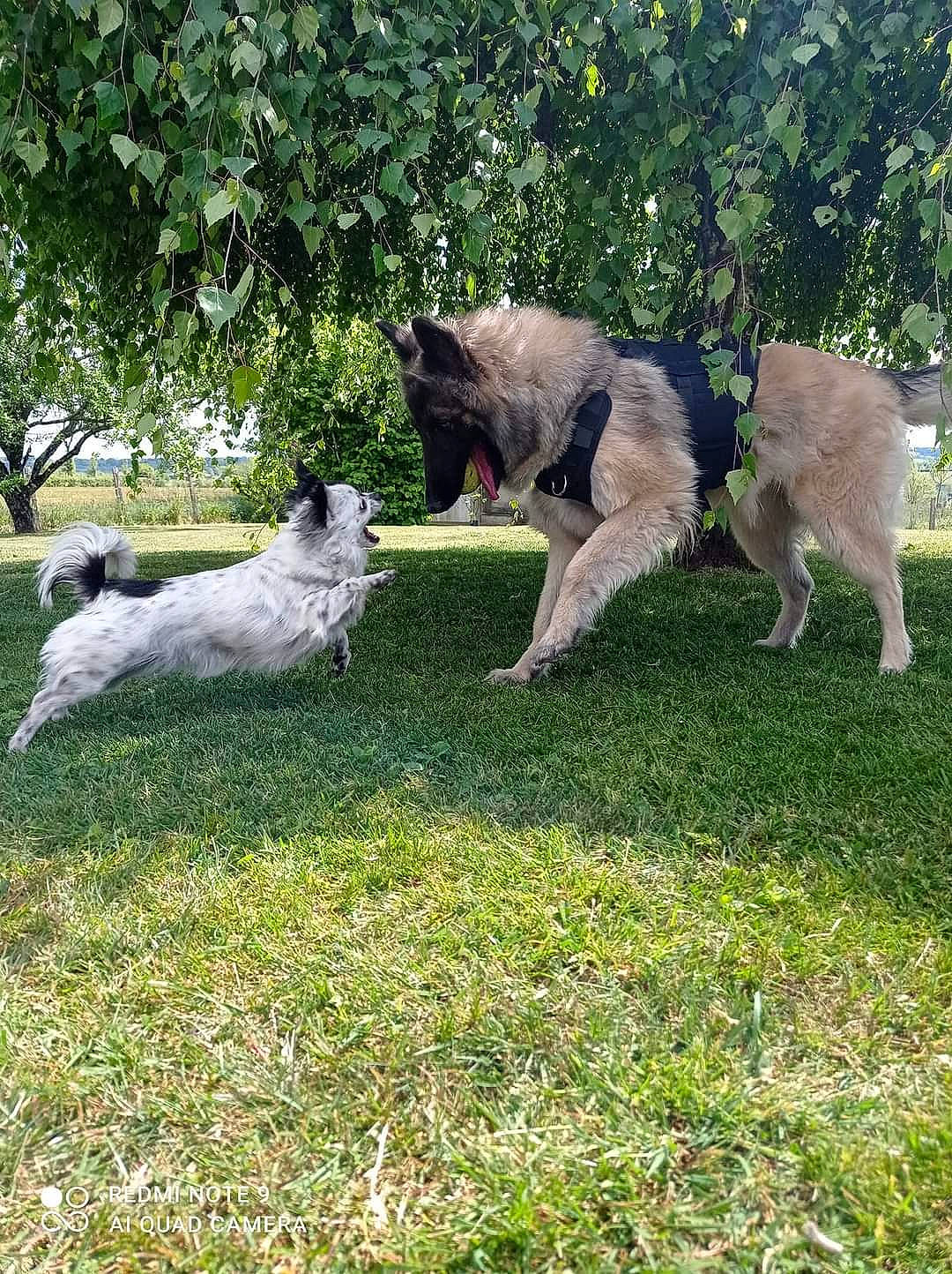 Octavia participe au concours pour gagner de l'argent avec cette photo : canidae, carnivore, companion_dog, dog, dog_breed, fawn, felidae, grass, grassland, groundcover, herd, lawn, pasture, plant, small_to_medium_sized_cats, sporting_group, tail, terrestrial_animal, tree, working_animal