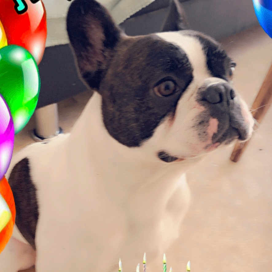 Rami participe au concours pour gagner de l'argent avec cette photo : dog, french_bulldog, birthday, balloons, cake, candles, presents, celebration, indoor, pet, animal, festive, colorful, decorations, cute, portrait, sitting, face, snout, ears