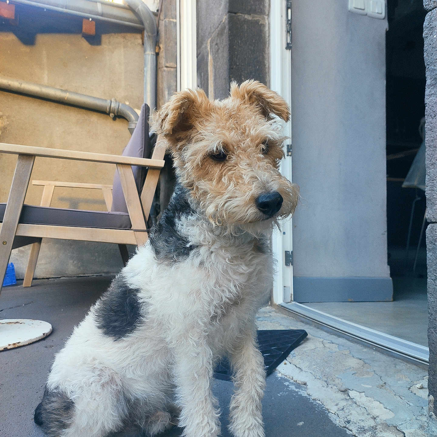 Napo a rejoint le concours — aidez-le/la à gagner de superbes lots ! accessories, airedale, animal, canine, dog, flagstone, path, pet, poodle, puppy, slate, strap, terrier, walkway