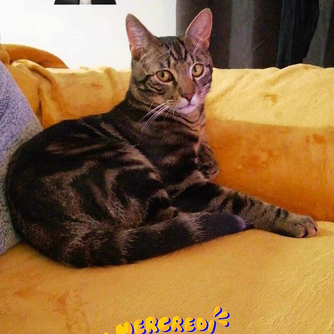 Mimi a rejoint le concours — aidez-le/la à gagner de superbes lots ! accessories, adult, animal, cat, couch, cushion, face, female, furniture, glasses, head, homedecor, indoors, kitten, person, pet, photography, portrait, sunglasses, woman