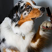Twistter participe au concours pour gagner de l'argent avec cette photo : dog, australian_shepherd, pet, animal, paw, fur, tricolor, blue_eye, whiskers, collar, indoor, hand, treat, closeup, portrait, obedience, interaction, focus, attention, waiting