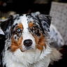 Twistter a rejoint le concours — aidez-le/la à gagner de superbes lots ! dog, australian_shepherd, heterochromia, close_up, portrait, pet, animal, fur, brown, white, black, blue_eye, brown_eye, indoor, domestic_animal, mammal, cute, calm, looking_at_camera, fluffy