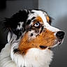Twistter participe au concours pour gagner de l'argent avec cette photo : dog, australian_shepherd, blue_eyes, close_up, portrait, animal, pet, fur, white, black, brown, profile, looking_away, indoor, soft_light, focused, muzzle, ears, whiskers, companion
