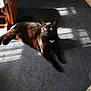 Kash is registered to the contest to win money with this photo: black_cat, carpet, cat, cozy, ears, fur, furniture, home, indoor, lounging, mat, pet, portrait, relaxed, shadow, shoes, sunlight, toys, whiskers, yellow_eyes