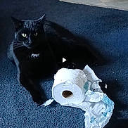 Kash joined the competition — help win amazing prizes! black_cat, carpet, cat, chewed, doormat, doorway, feline, green_eyes, home, indoor, living_space, paper_roll, pet, playful, portrait, sitting, slippers, tile_floor, toilet_paper, whiskers