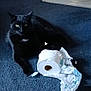 black_cat, carpet, cat, chewed, doormat, doorway, feline, green_eyes, home, indoor, living_space, paper_roll, pet, playful, portrait, sitting, slippers, tile_floor, toilet_paper, whiskers