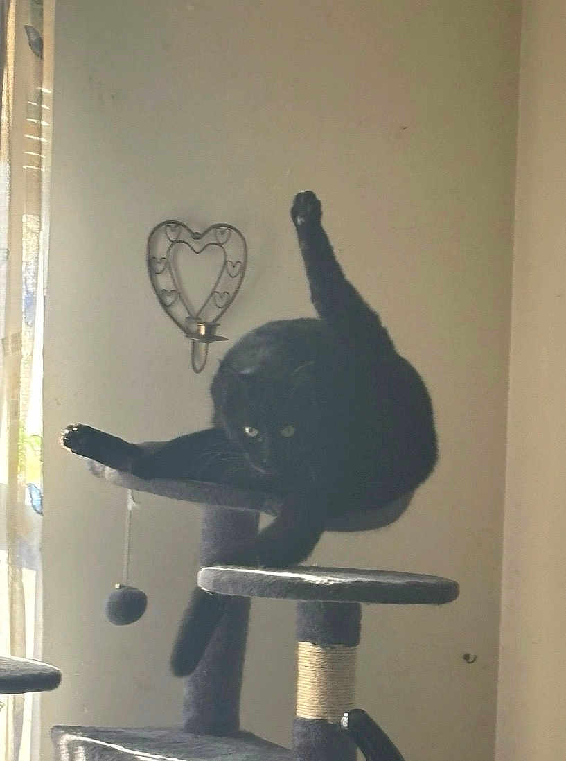 Kash is registered to the contest to win money with this photo: black_cat, cat_tree, indoor, grooming, pet, feline, window_light, heart_shaped_decor, home, animal, stretching, paw, fur, relaxed, cozy, cute, playful, domestic_cat, whiskers, raised_leg