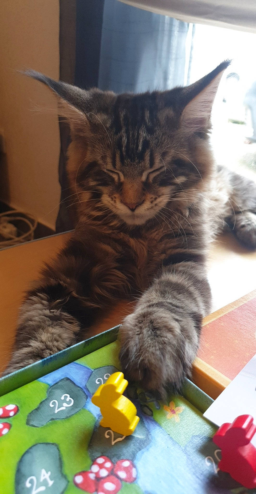 Qiyuby participe au concours pour gagner de l'argent avec cette photo : asian, carnivore, cat, domestic_short_haired_cat, european_shorthair, felidae, kitten, kurilian_bobtail, maine_coon, mammal, norwegian_forest_cat, pixie_bob, siberian, small_to_medium_sized_cats, whiskers