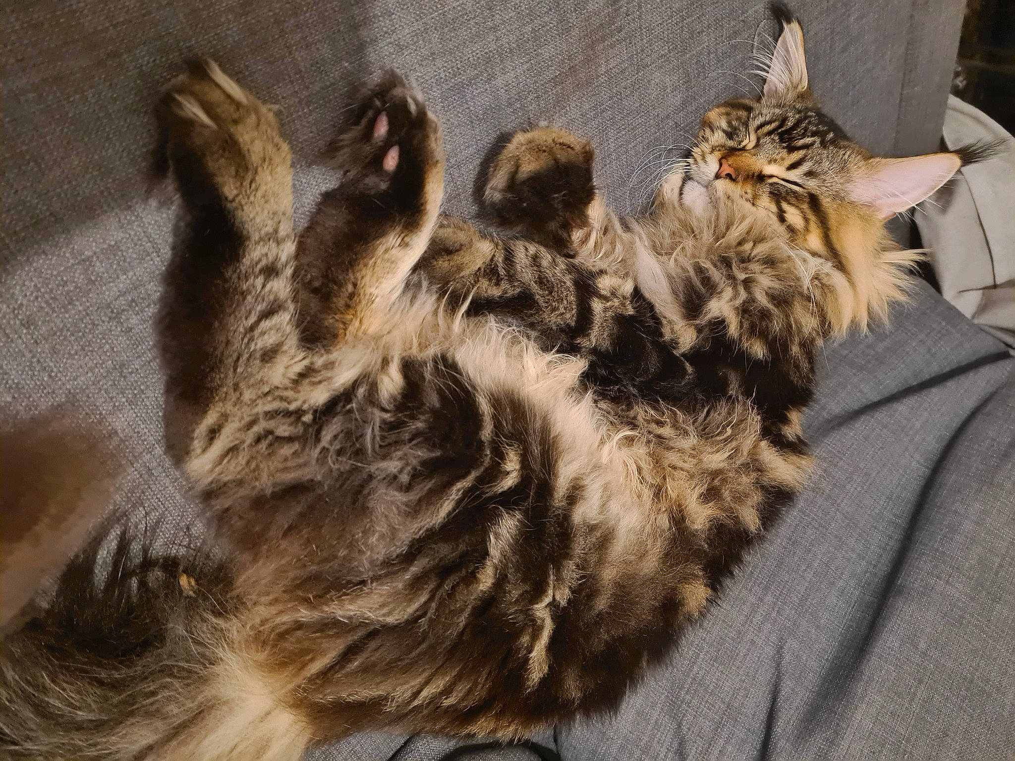 Qiyuby a rejoint le concours — aidez-le/la à gagner de superbes lots ! american_bobtail, carnivore, cat, claw, domestic_long_haired_cat, dragon_li, european_shorthair, felidae, fur, kitten, maine_coon, mammal, norwegian_forest_cat, oriental_longhair, pixie_bob, small_to_medium_sized_cats, somali, tabby_cat, whiskers, wild_cat