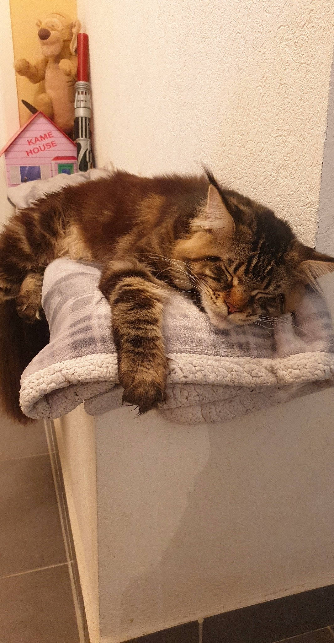 Qiyuby participe au concours pour gagner de l'argent avec cette photo : asian, carnivore, cat, domestic_long_haired_cat, domestic_short_haired_cat, dragon_li, european_shorthair, felidae, fur, kitten, maine_coon, nap, norwegian_forest_cat, pixie_bob, small_to_medium_sized_cats, tabby_cat, tail, whiskers