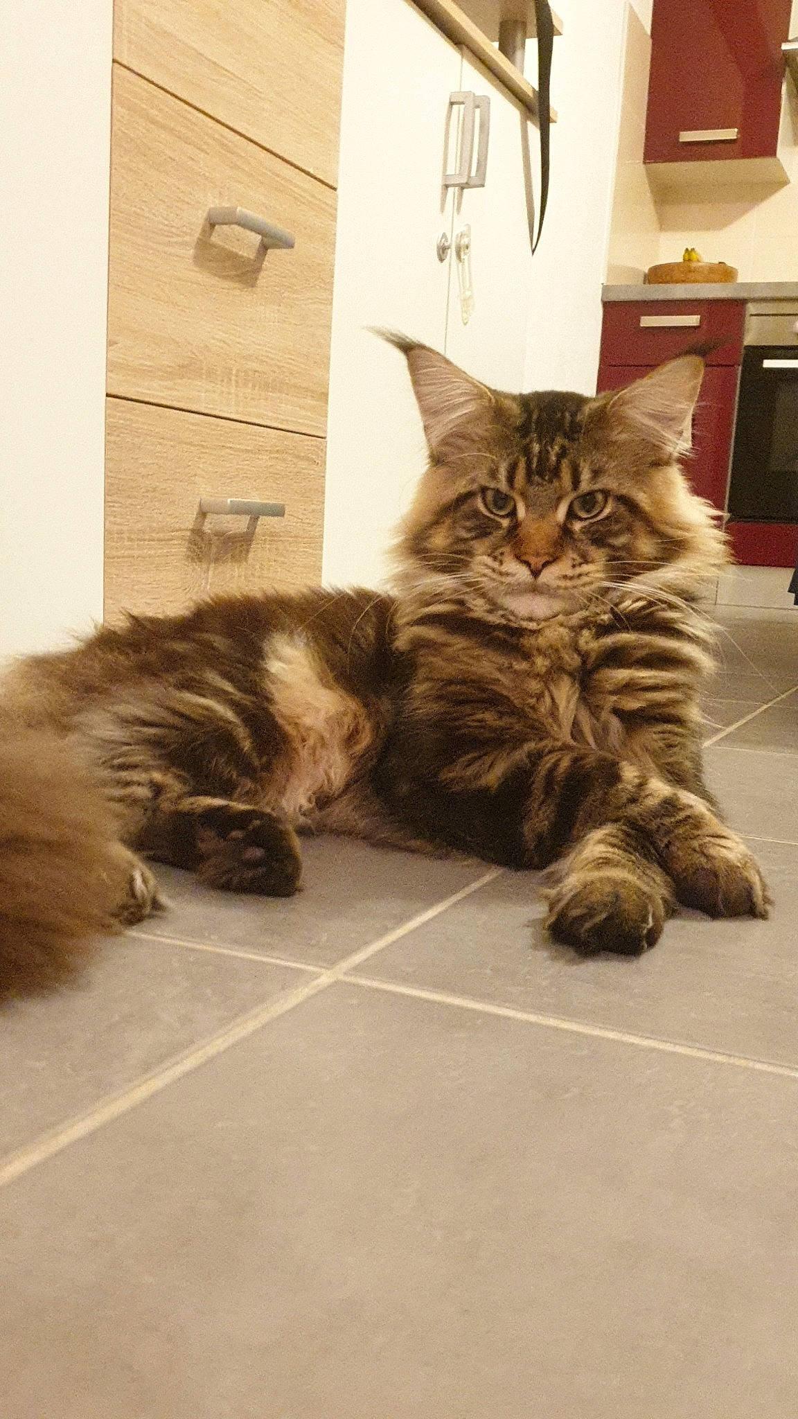 Qiyuby a rejoint le concours — aidez-le/la à gagner de superbes lots ! asian, british_semi_longhair, carnivore, cat, domestic_long_haired_cat, domestic_short_haired_cat, european_shorthair, fawn, felidae, fur, kitten, maine_coon, mammal, norwegian_forest_cat, persian, ragamuffin, siberian, small_to_medium_sized_cats, tabby_cat, whiskers