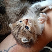 Fieus a rejoint le concours — aidez-le/la à gagner de superbes lots ! animal, arm, blue_eyes, cat, claws, close_up, cozy, curious, cute, feline, fur, indoor, kitten, paw, pet, resting, skin, soft_light, tattoo, whiskers