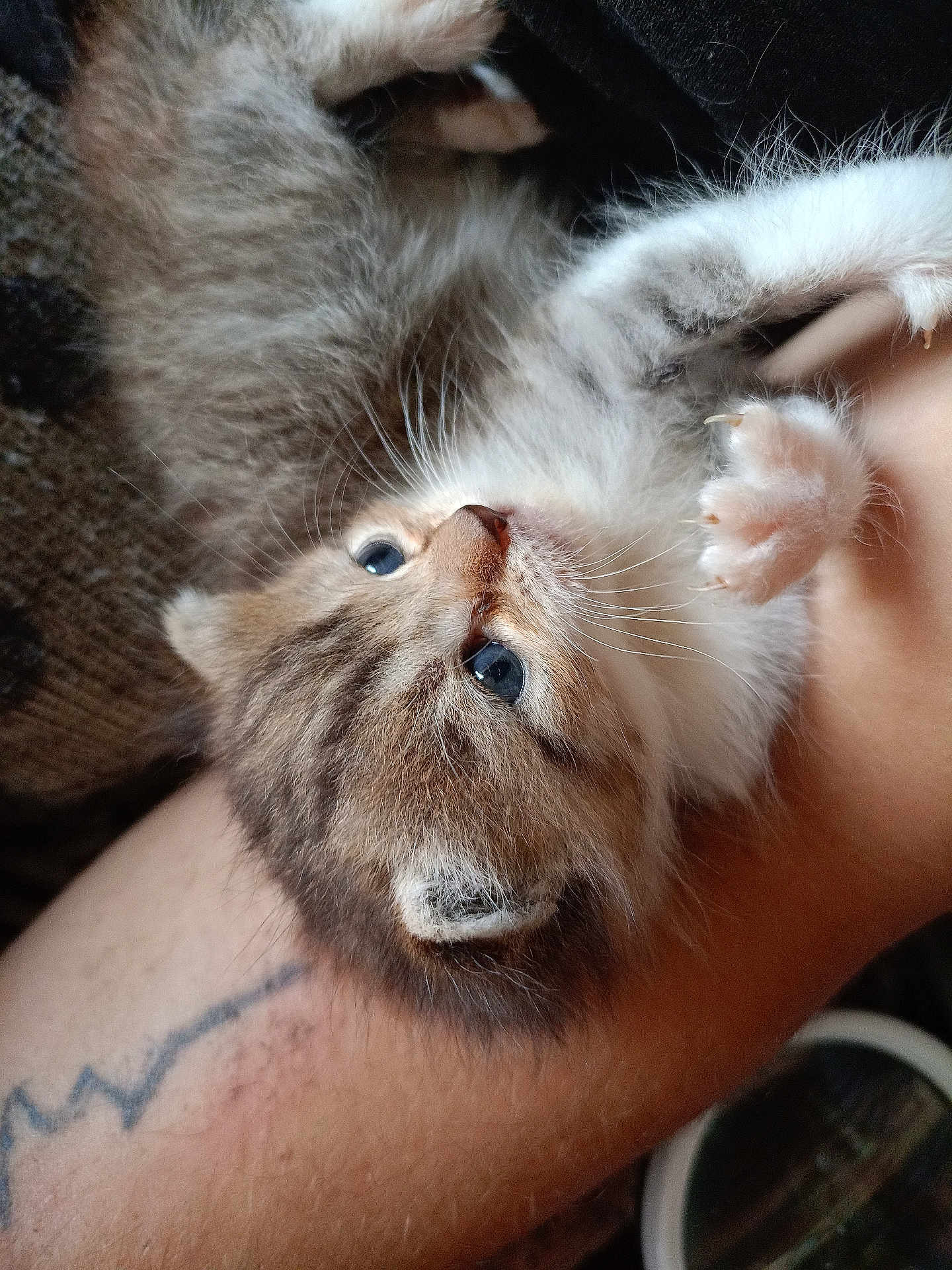 Fieus a rejoint le concours — aidez-le/la à gagner de superbes lots ! animal, arm, blue_eyes, cat, claws, close_up, cozy, curious, cute, feline, fur, indoor, kitten, paw, pet, resting, skin, soft_light, tattoo, whiskers