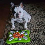 Stella joined the competition — help win amazing prizes! alert, animal, black_patch, carpet, collar, companion, curious, cute, dog, floor, french_bulldog, home, indoor, mammal, pet, play, puzzle_toy, small_dog, toy, white_dog