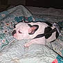 Stella is registered to the contest to win money with this photo: animal, bed, blanket, cozy, cute, dog, ears, floral_pattern, french_bulldog, fur, harness, indoor, paw, pet, quilt, remote_control, resting, side_view, sleepy, white_and_black