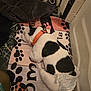 Stella is registered to the contest to win money with this photo: animal, bathroom, black_spots, blanket, canine, comfort, companion, corner, diaper, dog, indoor, mat, orange_collar, paw_print, pet, relaxed, resting, sleeping, tile_floor, white_fur