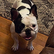 Stella joined the competition — help win amazing prizes! animal, black_and_white, canine, carpet, companion, cute, dog, domestic, ears_up, floor, french_bulldog, friendly, happy, indoor, looking_up, pet, playful, small_dog, tongue_out, wooden_floor