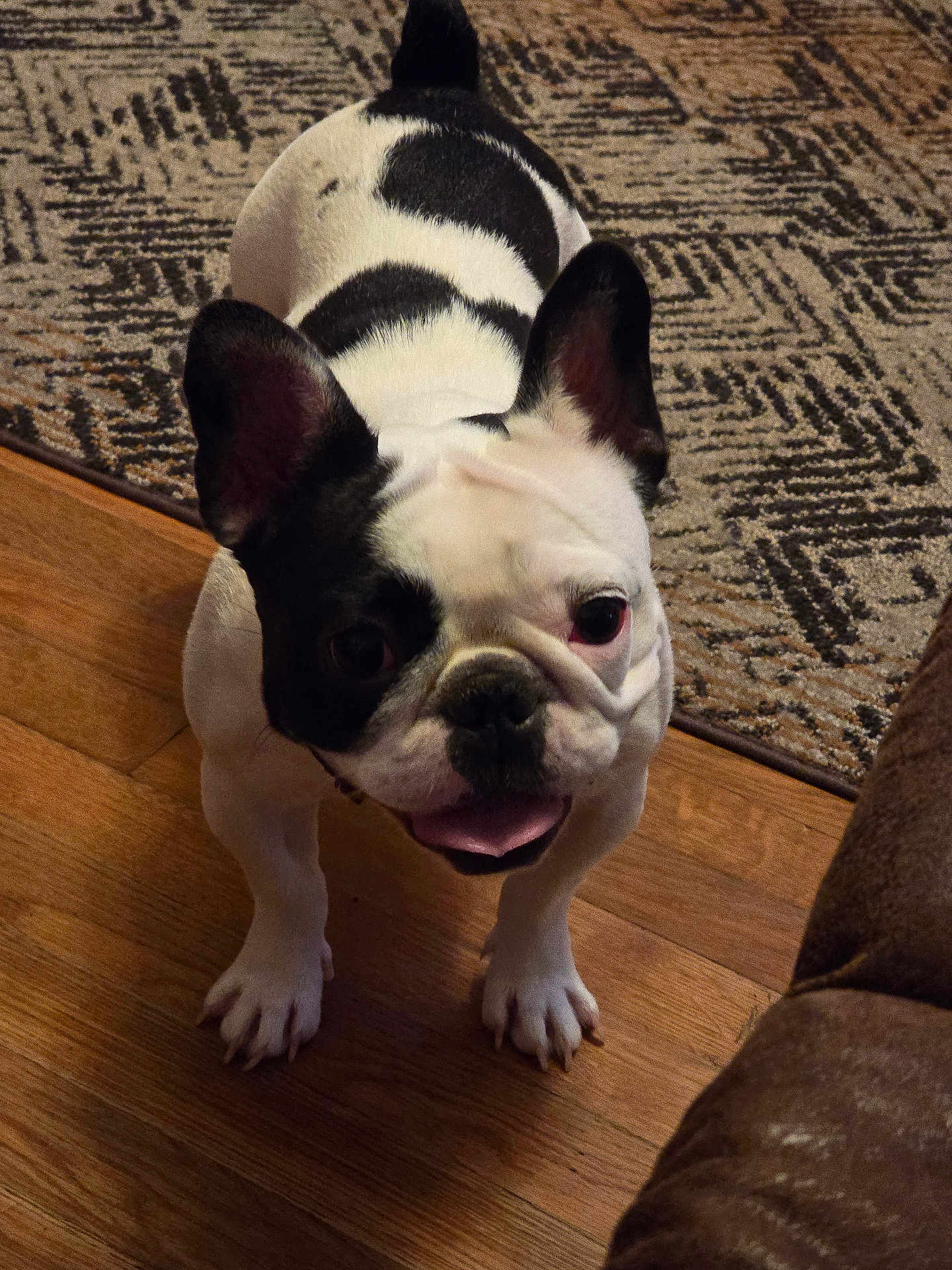 Stella