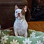 Remi is registered to the contest to win money with this photo: animal, boston_terrier, brown_and_white, comfort, cozy, dog, dog_bed, ears, face, fur, furniture, home, indoor, looking_away, pet, pet_bed, plush, resting, sitting, wood_floor