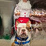 Remi is registered to the contest to win money with this photo: animal, brown_and_white, carpet, christmas, decor, dog, ears, expression, face, figurine, harness, holiday, indoor, leash, pet, polka_dot_shirt, red_apron, santa_claus_figure, service_dog, toy