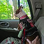 blanket, bones_pattern, car_interior, companion, daylight, dog, forest, greenery, hand, harness, leash, looking_out, patches, paw_print, pet, seat, seatbelt, service_dog, travel, window