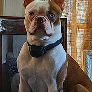 Remi is registered to the contest to win money with this photo: alert, animal, brown, canine, collar, companion, curtain, cute, dog, domestic, ears, framed_photo, furniture, household, indoor, looking, pet, portrait, sitting, white