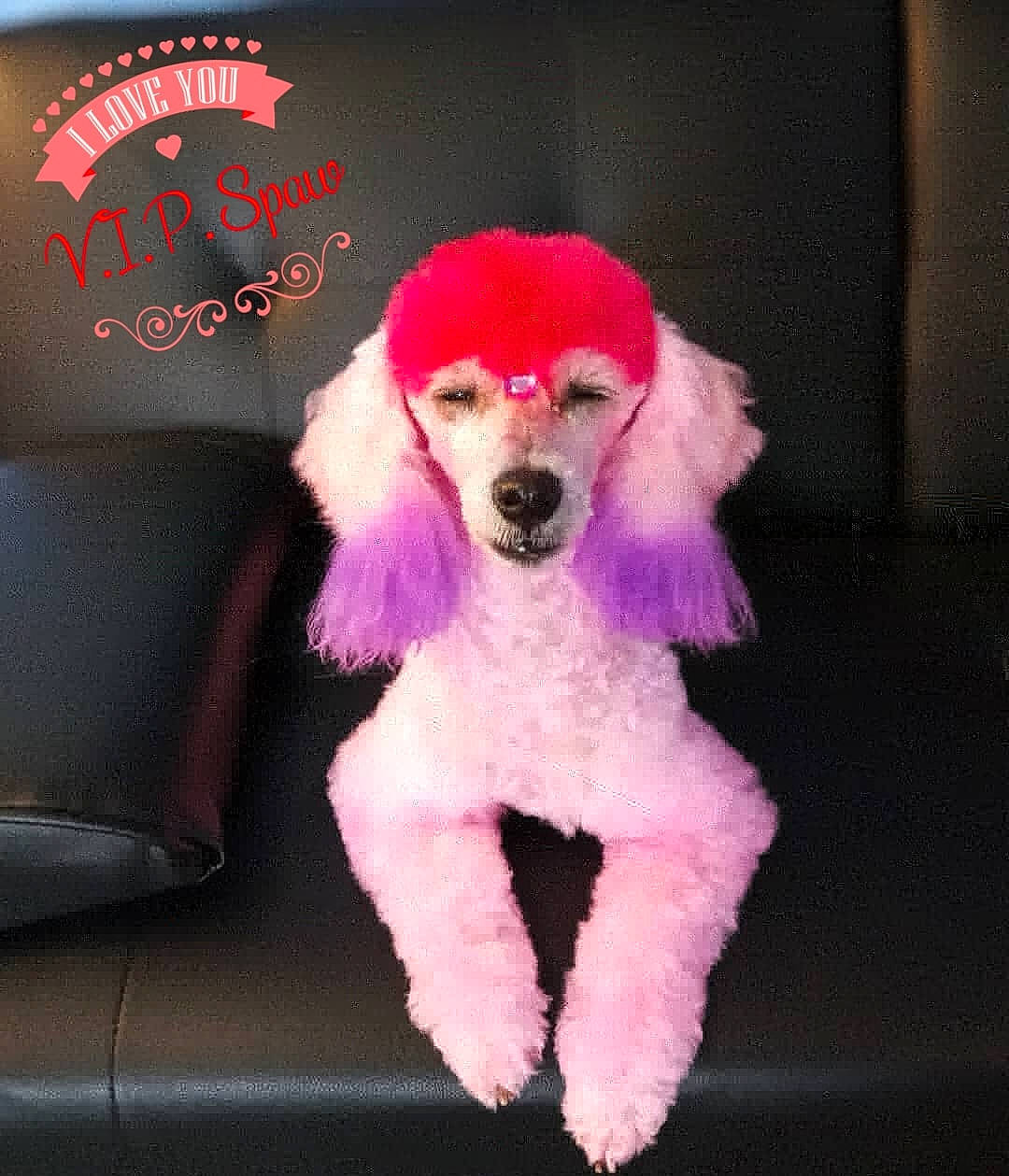 Diva joined the competition — help win amazing prizes! canidae, carnivore, companion_dog, dog, dog_breed, dog_clothes, dog_supply, fur, magenta, pink, poodle, snout, sporting_group, standard_poodle, stuffed_toy, toy, toy_dog, violet, water_dog, wig