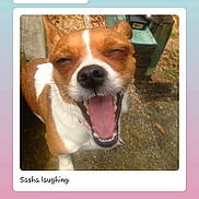 Sasha joined the competition — help win amazing prizes! dog, canine, outdoor, laughing, yawning, brown, white, pet, animal, tongue, mouth, happy, closeup, face, fur, nature, daylight, wood, concrete, collar