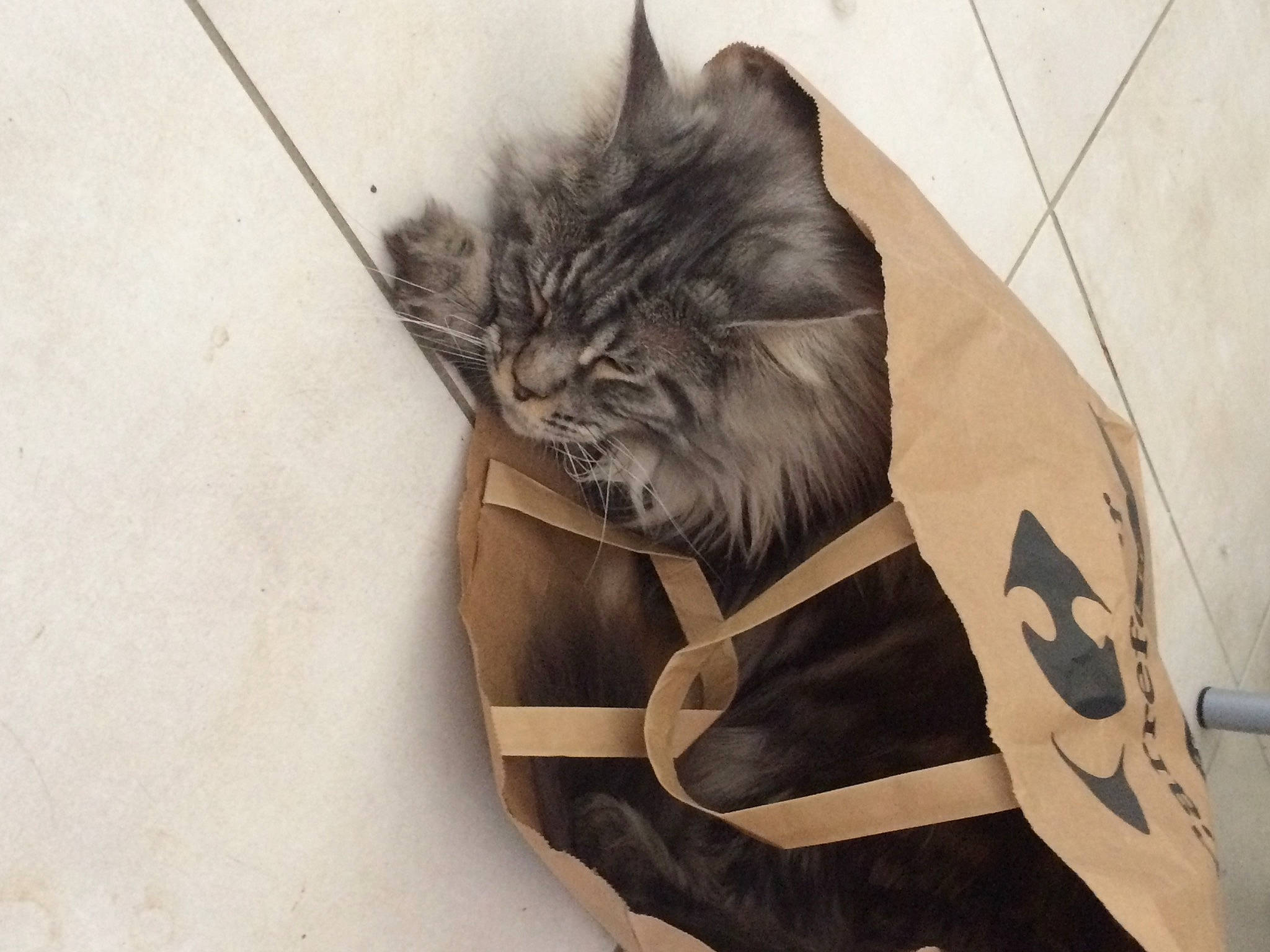 Lucky participe au concours pour gagner de l'argent avec cette photo : bag, carnivore, cat, comfort, domestic_short_haired_cat, fawn, felidae, flooring, font, fur, grey, moustache, paw, personal_protective_equipment, small_to_medium_sized_cats, snout, tail, terrestrial_animal, whiskers, wood