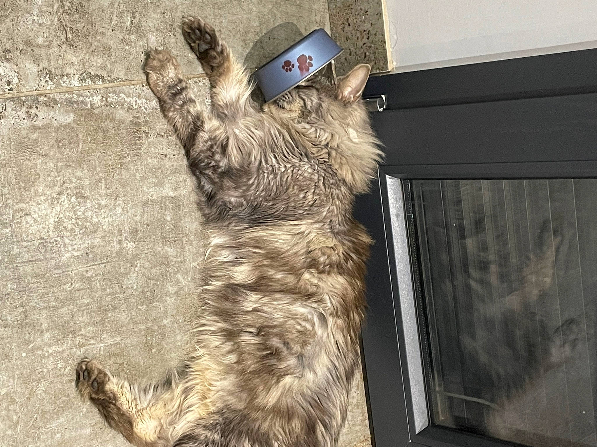 Lucky participe au concours pour gagner de l'argent avec cette photo : carnivore, cat, claw, dog_breed, domestic_short_haired_cat, door, felidae, flooring, fur, paw, small_to_medium_sized_cats, tail, whiskers, wood