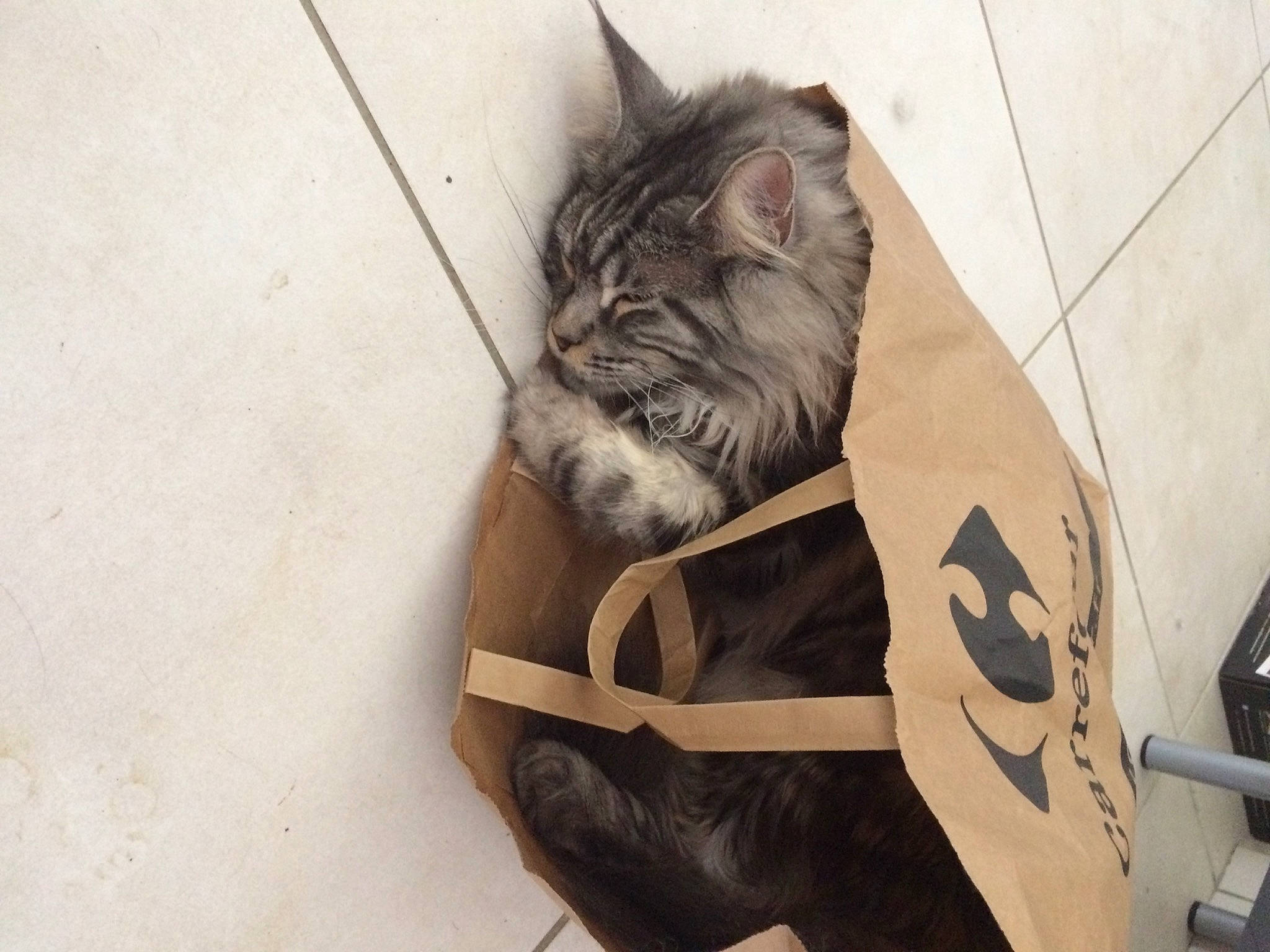 Lucky participe au concours pour gagner de l'argent avec cette photo : carnivore, cat, domestic_short_haired_cat, eye, felidae, flooring, foot, fur, grey, human_leg, outdoor_shoe, paw, personal_protective_equipment, small_to_medium_sized_cats, snout, tail, thigh, whiskers, window, wood